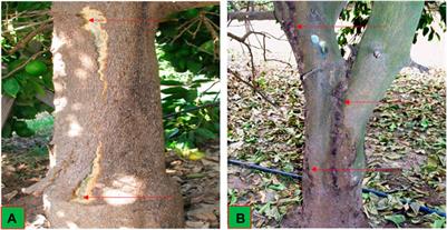 Molecular characterization of divergent isolates of Citrus bent leaf viroid (CBLVd) from citrus cultivars of Punjab, Pakistan